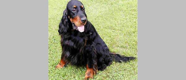 Alles wat je wilt weten over de Gordon Setter