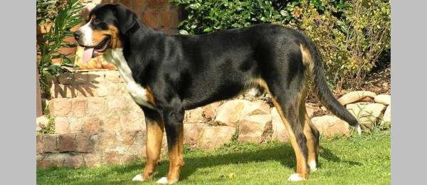 Alles wat je wilt weten over de Grote Zwitserse Sennenhond