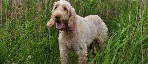 Alles wat je wilt weten over de Italiaanse Spinone