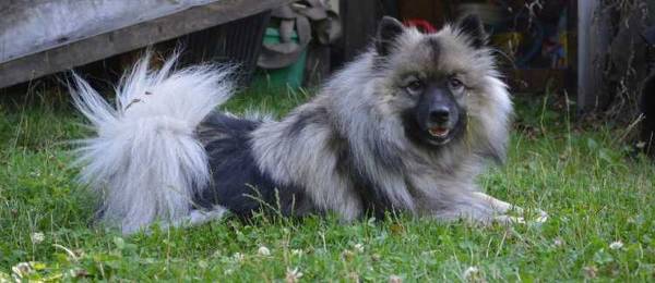 Alles wat je wilt weten over de Keeshond