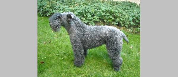 Alles wat je wilt weten over de Kerry Blue Terrier