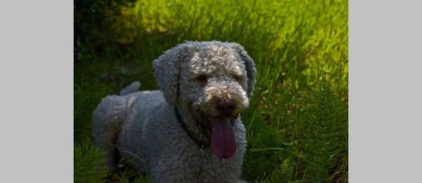 Alles wat je wilt weten over de Lagotto Romagnolo