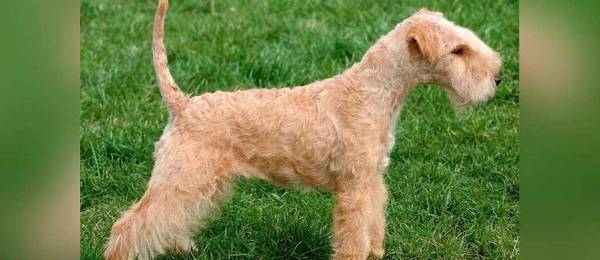 Alles wat je wilt weten over de Lakeland Terrier