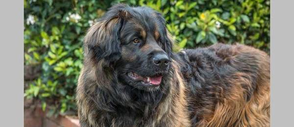 Alles wat je wilt weten over de Leonberger