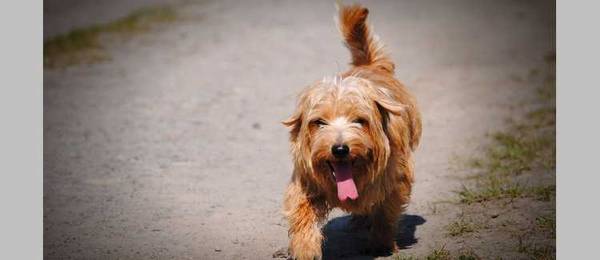 Alles wat je wilt weten over de Norfolk Terrier