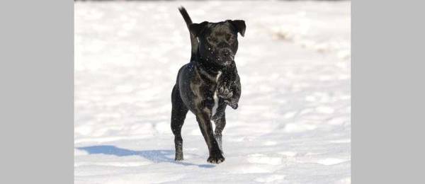 Alles wat je wilt weten over de Patterdale Terrier