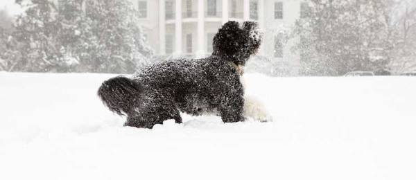 Alles wat je wilt weten over de Portugese waterhond