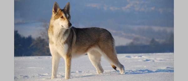 Alles wat je wilt weten over de Saarlooswolfhond 