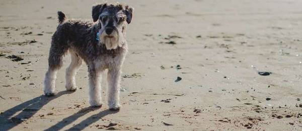 Alles wat je wilt weten over de Schnauzer