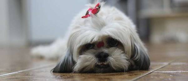 Alles wat je wilt weten over de Shih Tzu