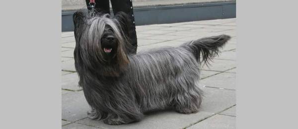 Alles wat je wilt weten over de Skye Terrier