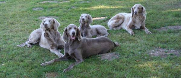 Alles wat je wilt weten over de Weimaraner Langharig