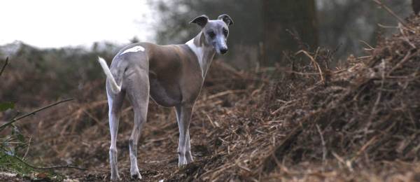 Alles wat je wilt weten over de Whippet