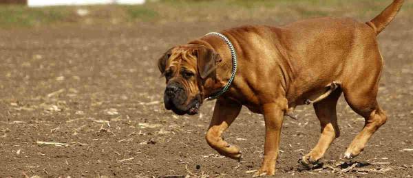 Alles wat je wilt weten over de Boerboel