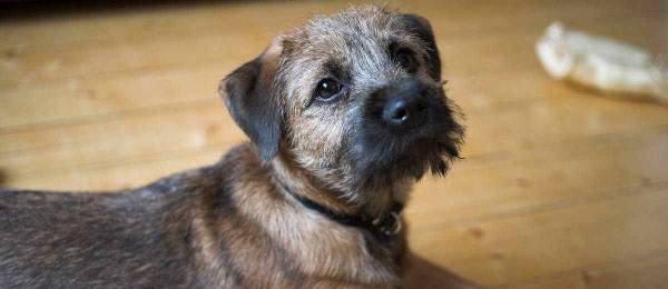 Alles wat je wilt weten over de Border Terrier 