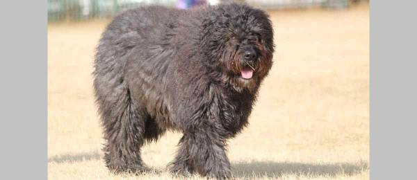 Alles wat je wilt weten over de Bouvier des Flandres