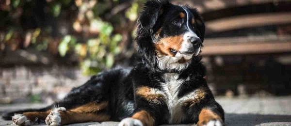 Alles wat je wilt weten over de Entlebucher Sennenhond