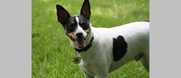 Alles wat je wilt weten over de Rat terrier