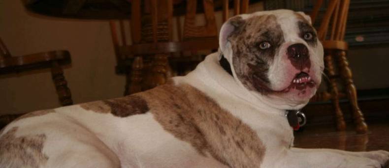 De Alapaha Blue Blood Bulldog: alles wat je wilt weten over dit ras.