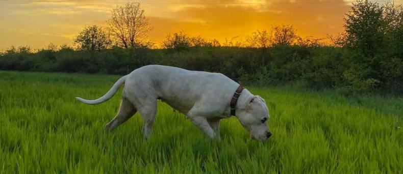 Argentijnse Dog