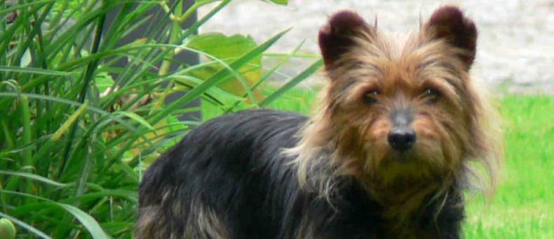 De Australische Terrier: alles wat je wilt weten over dit ras.