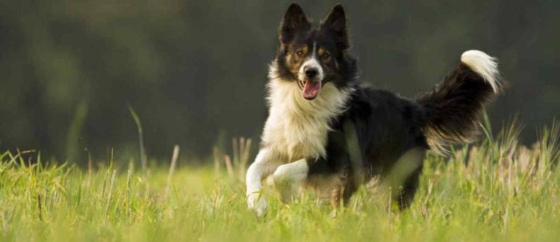 Border-Collie