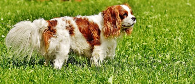 Cavalier King Charles Spaniel