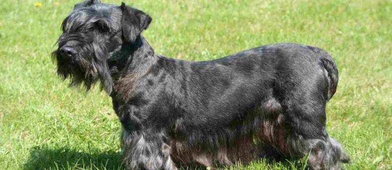 De Cesky Terrier: alles wat je wilt weten over dit ras.