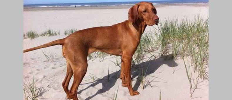 De Redbone Coonhound: alles wat je wilt weten over dit ras.