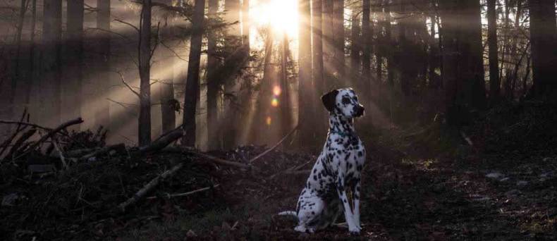 Dalmatische hond