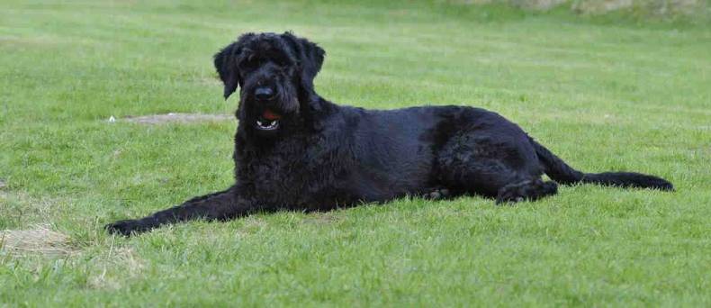 Giant Schnauzer