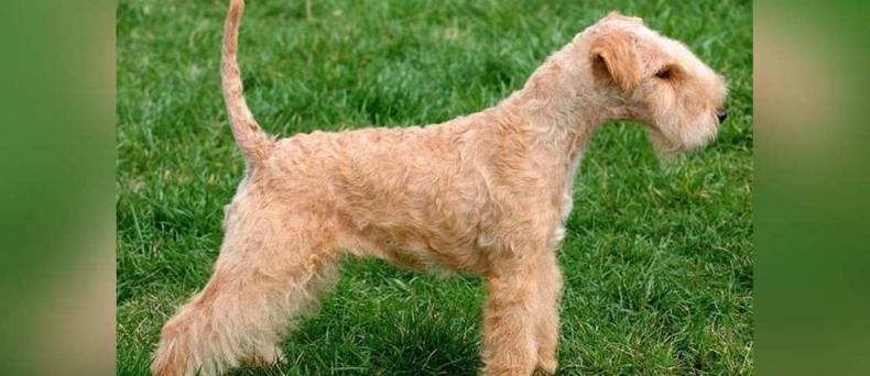 De Lakeland Terrier: alles wat je wilt weten over dit ras.