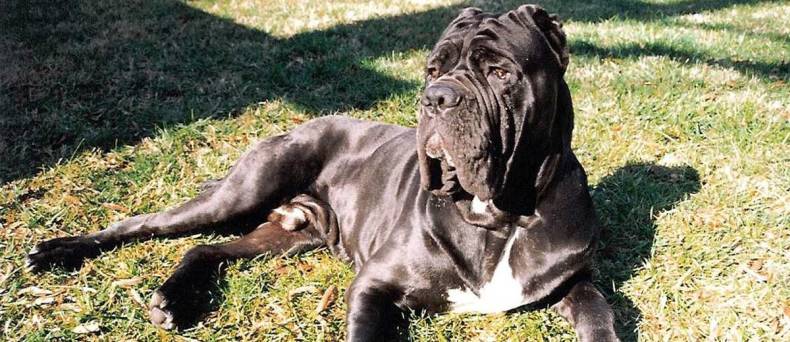 Mastino Napoletano