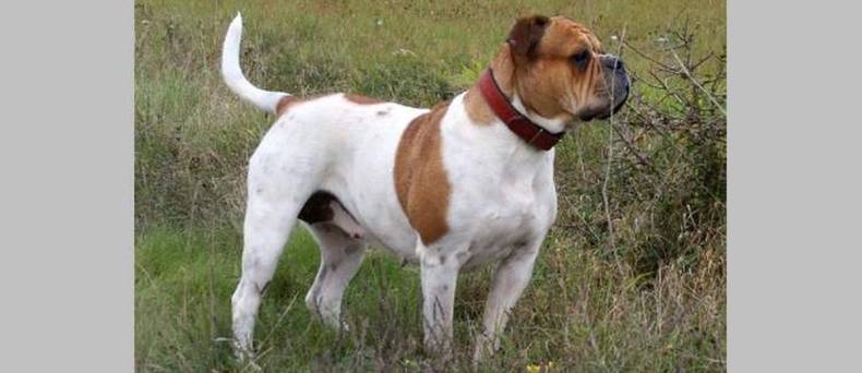 Olde English Bulldogge