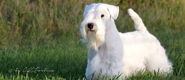 De Sealyham Terrier: alles wat je wilt weten over dit ras.