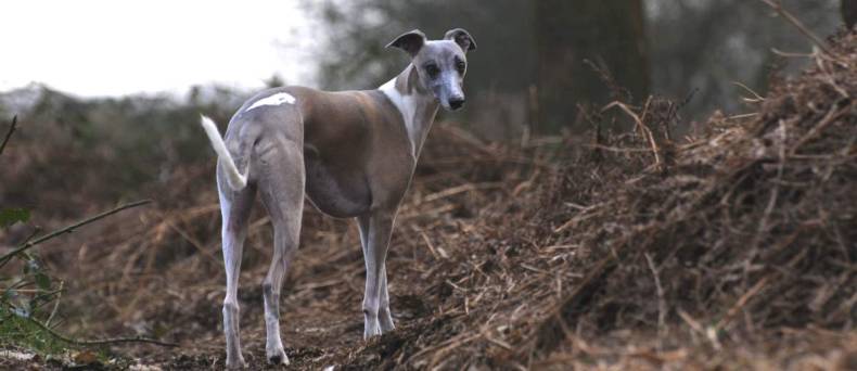 De Whippet: alles wat je wilt weten over dit ras.