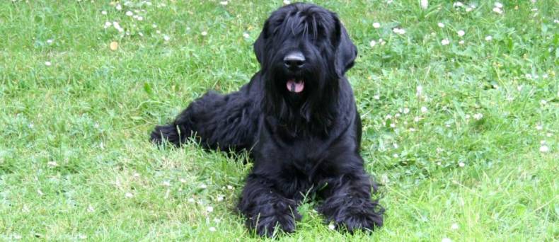 De Zwarte Russische Terrier: alles wat je wilt weten over dit ras.