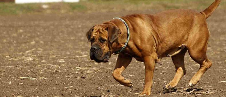 Boerboel