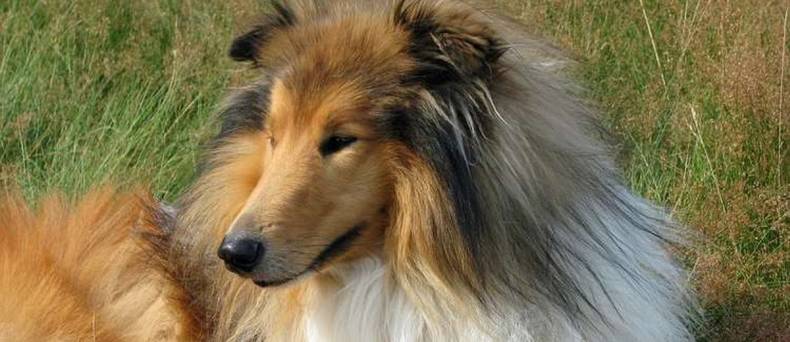 Schotse Collie