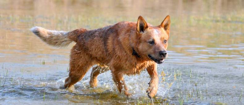 Australian Cattle Dog