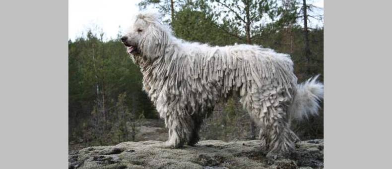 Komondor