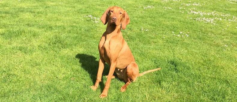 vizsla