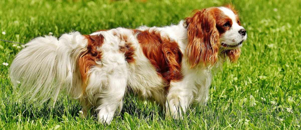 Moedig aan Waden Boodschapper Cavalier King Charles Spaniel te koop - Pup en herplaatser | Startpunthonden