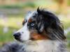 Australian Shepherd
