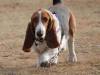 Basset Hound 