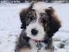 Bernedoodle