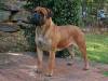 BullMastiff