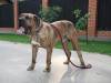 Fila Brasileiro