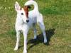 Fox Terrier Gladharig