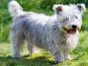 Glen of Imaal Terrier